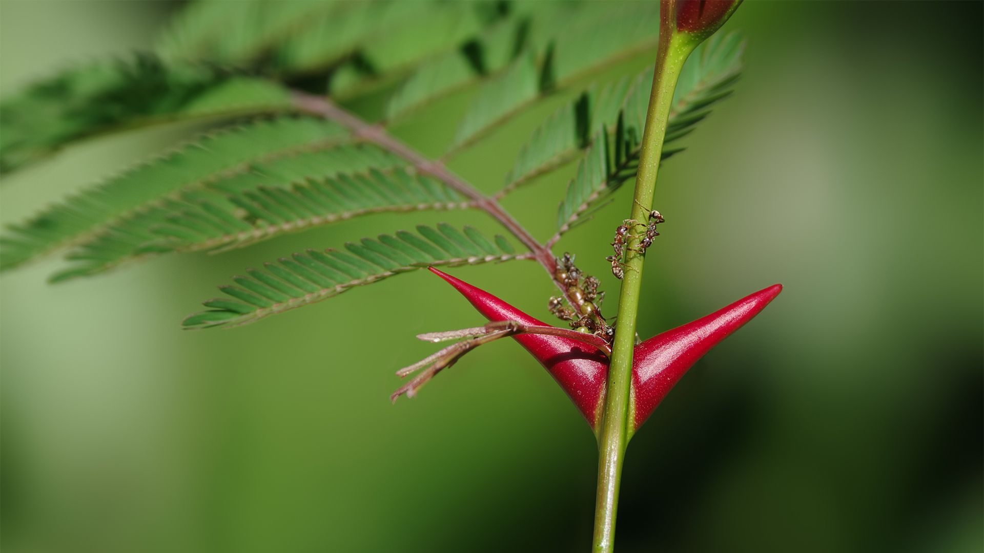 Acacia ants mutualism