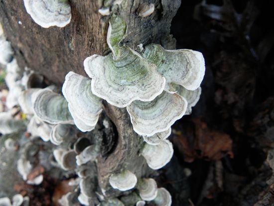 turkey tail