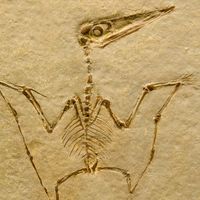 Pterodactyl Fossil. Pterodactilus Spectabilis