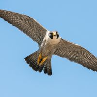 Peregrine falcon in flight