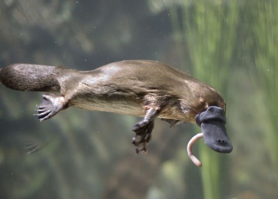 platypus