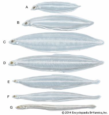 eel metamorphosis