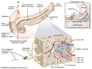 The role of the islets of Langerhans