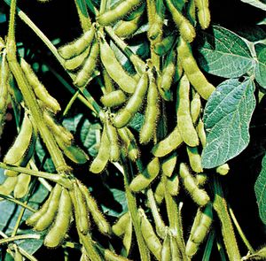 Soybeans (Glycine max)