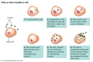 virus invading a cell