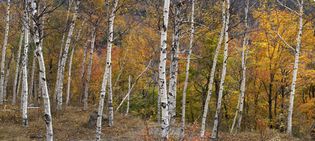 paper birch and sugar maple trees, White Mountains, New Hampshire