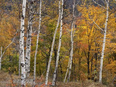 paper birch