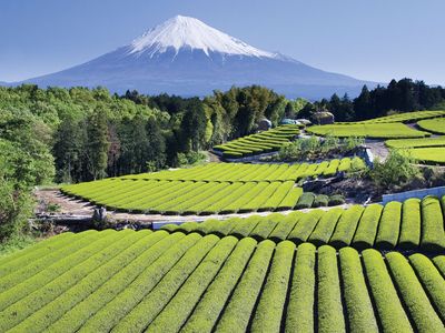 tea cultivation