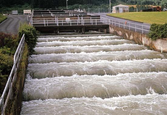 fish ladder