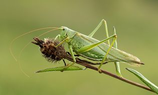 great green bush cricket