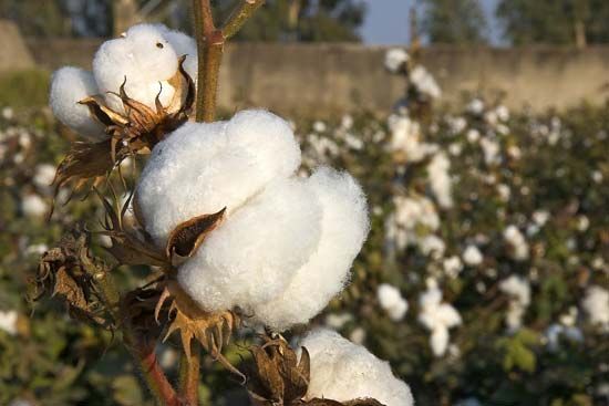 cotton