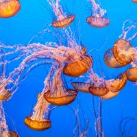 Jellyfish sea nettle cnidarian