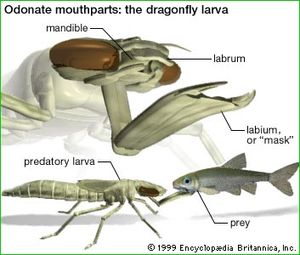 A dragonfly larva captures a fish by extending its labial mask.