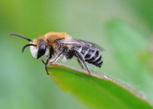 Plasterer bee