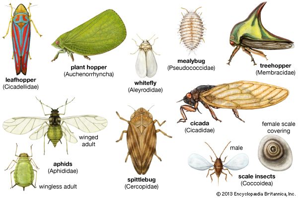 homopteran