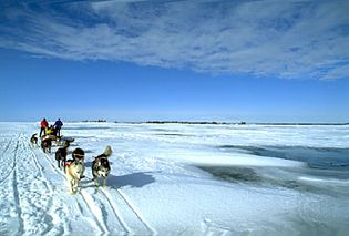 dogsledding across Great Slave Lake