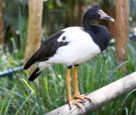 magpie goose