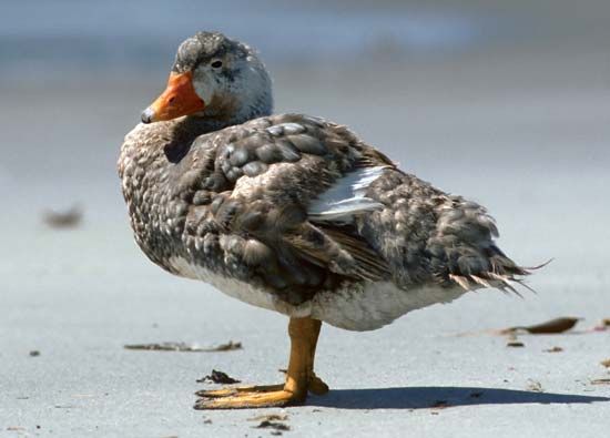 steamer duck