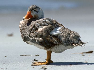 steamer duck