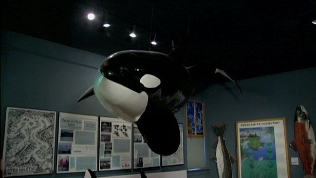 Explore the Whale Museum and the whales around the San Juan Islands