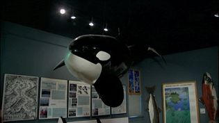 Explore the Whale Museum and the whales around the San Juan Islands