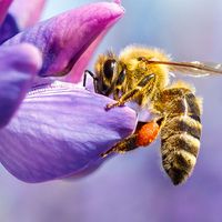 Pollination. Bee collecting pollen & nectar from a flower. Plant insect