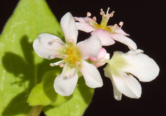 floral nectaries