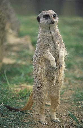 Meerkat, or suricate (Suricata suricatta).