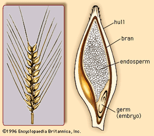 cross section of the barleycorn