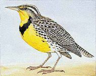 meadowlark