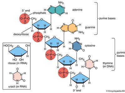 polynucleotide chain of deoxyribonucleic acid (DNA)