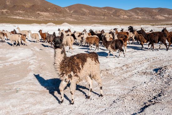 llamas, Bolivia