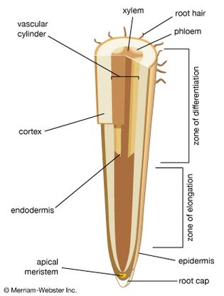 plant root diagram