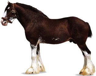 Clydesdale horse