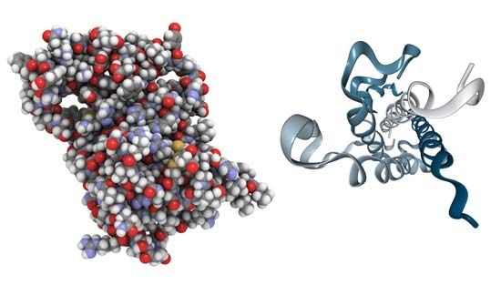 growth hormone