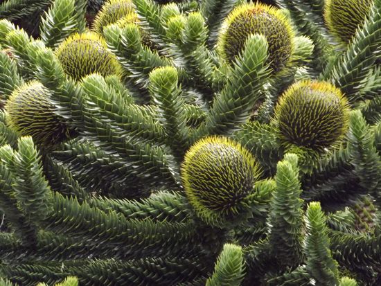 monkey puzzle tree