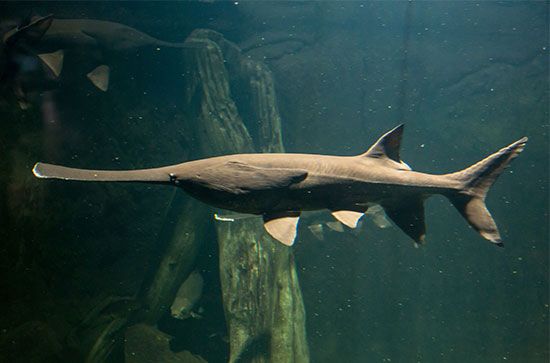 American paddlefish (Polyodon spathula)