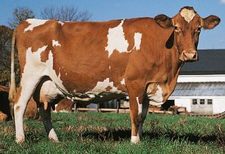 Guernsey cow