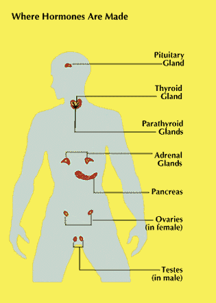 endocrine system