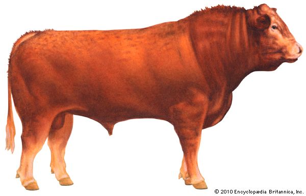 Limousin cattle