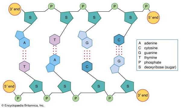 DNA structure