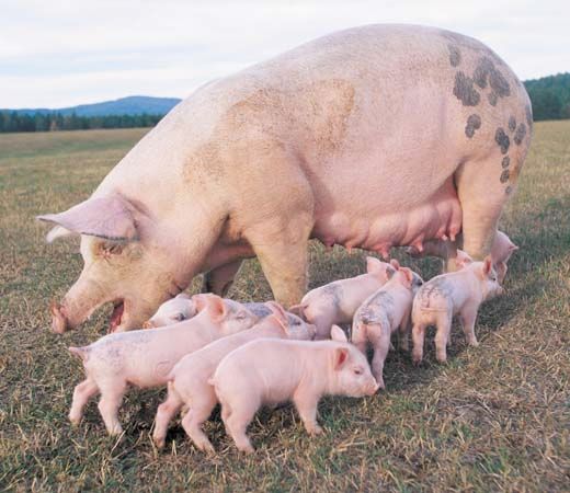 sow and piglets