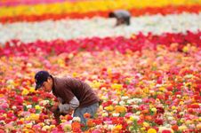 An immigrant worker tending a ranunculus field at a flower farm in Carlsbad, Calif., in April 2006. Jobs in American agriculture have long been filled by migrants from Mexico and Central America.