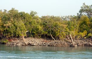 Sundarbans