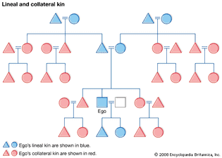 Lineal kin and collateral kin