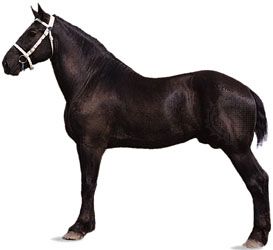 Percheron stallion with black coat.