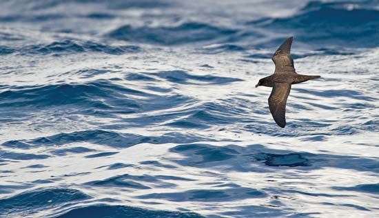 Fiji petrel