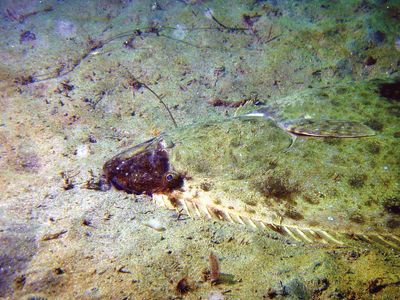 Pacific halibut