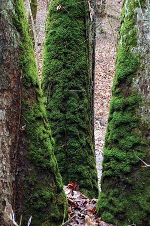 bryophyte moss