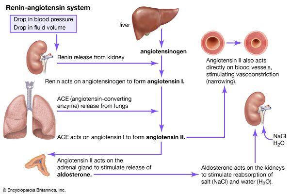 renin-angiotensin system